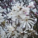 Magnolia stellata